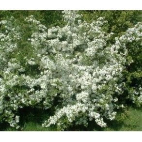 Paradisble Bdt/10stk