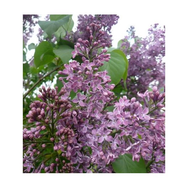 Syren  Vulgaris 120/130cm