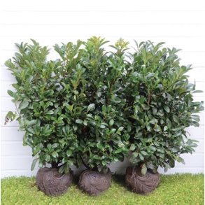 Stedsegrønne Planter