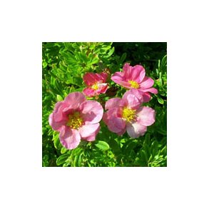 Potentilla Lovely Pink Bdt/10stk