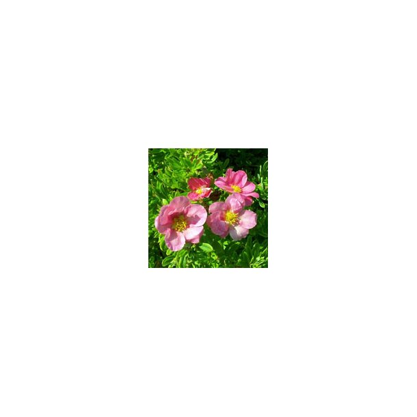 Potentilla Lovely Pink Bdt/10stk