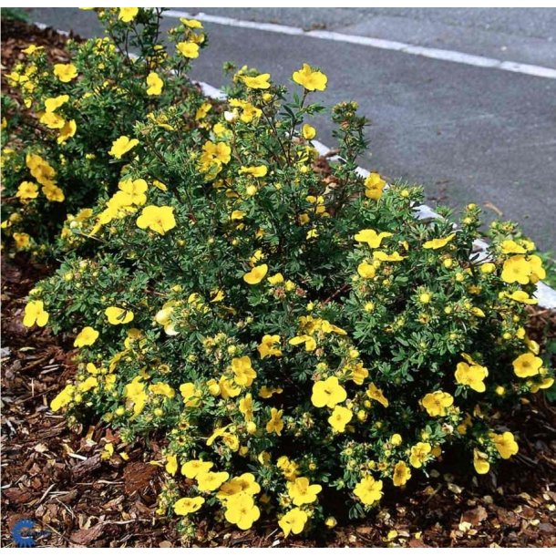 Potentilla Goldfinger Bdt/10stk