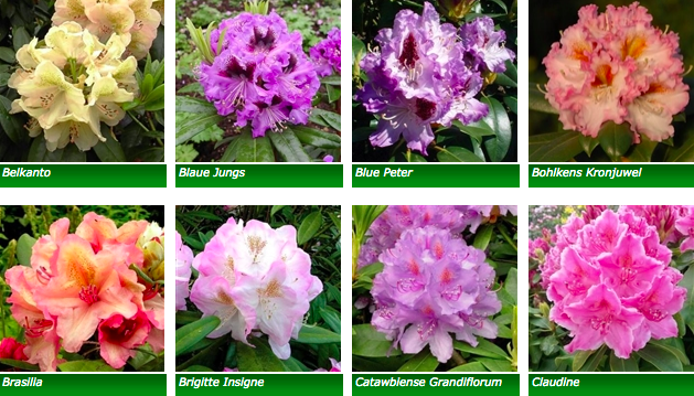 Anvendt Bærecirkel Grønland Rhododendron - Audebo Havecenter