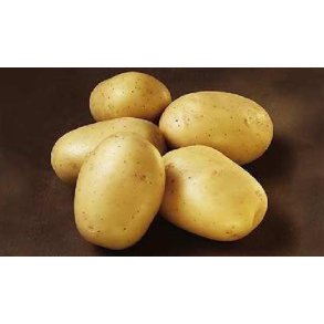 �kologisk Ballerina 