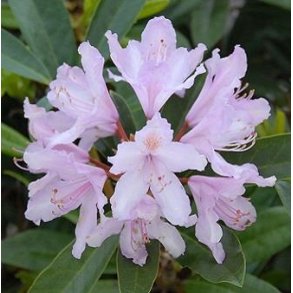 Rhododendron