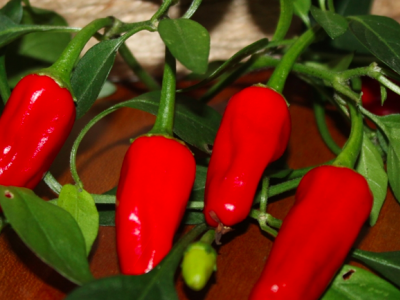 Chili og Peberplanter