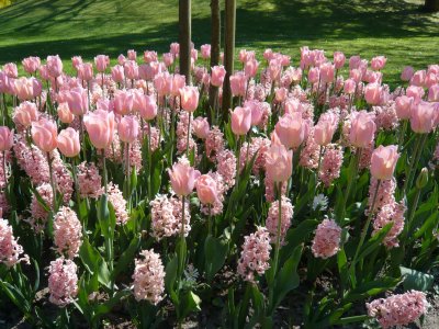 Tulipaner fra eget gartneri