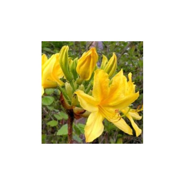 Azalea 'Pontica'