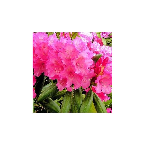 Rhododendron yak. 'Kalinka'