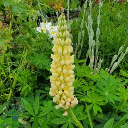Lupin 'Kronleuchter'