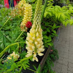 Lupin 'Kronleuchter'