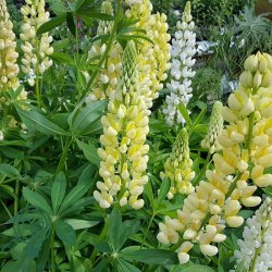 Lupin 'Kronleuchter'