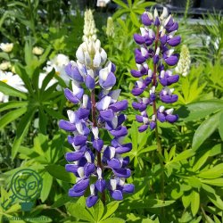 Lupin 'Kastellan'