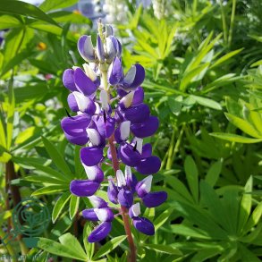 Lupin 'Kastellan'