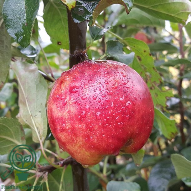 �ble 'R�d Gr�sten Lyngby'