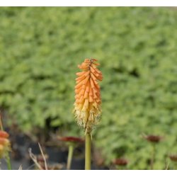 Raketblomst 'Grandiflora'