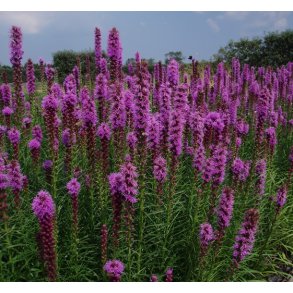 Lampepudser 'Kobold'