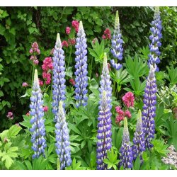 Lupin 'Kastellan'