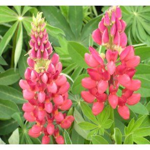 Lupin 'Mein Schloss'