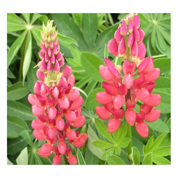 Lupin 'Mein Schloss'