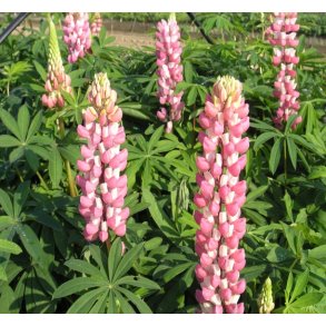 Lupin 'Schlossfrau'