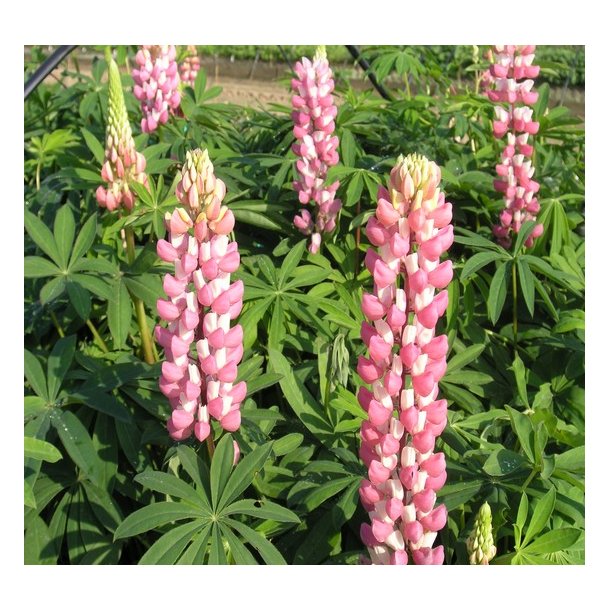 Lupin 'Schlossfrau'