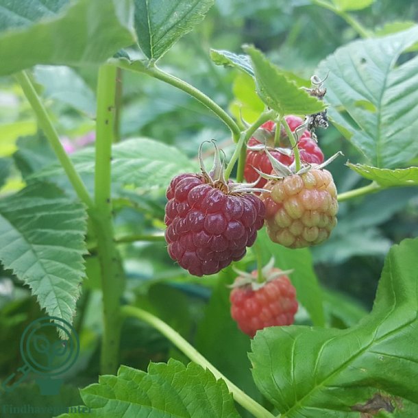 Hindb�r 'Autumm First'