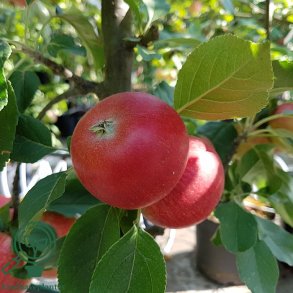 �bletr� 'Rosette'