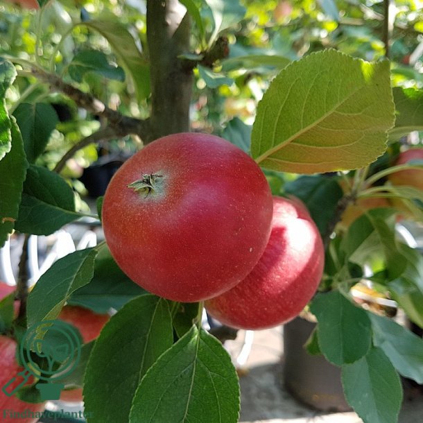 �bletr� 'Rosette'