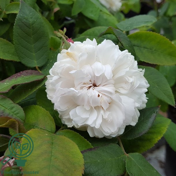 Rose 'White Jacques Cartier'