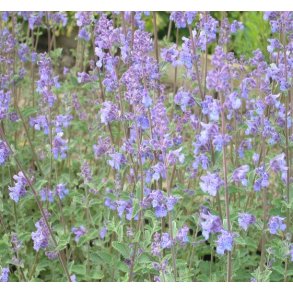 Katteurt 'Walker's Low'