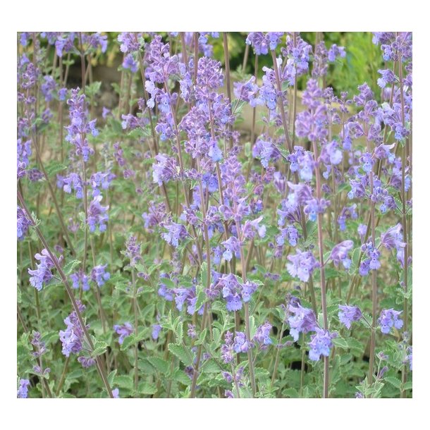 Katteurt 'Walker's Low'