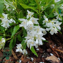 Stjernetop 'Yuki Snowflake'