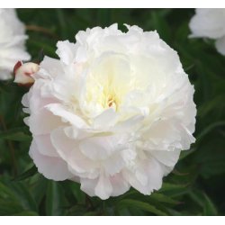 Bonderose 'Alba Plena'