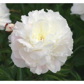 Silkep�on 'Shirley Temple'