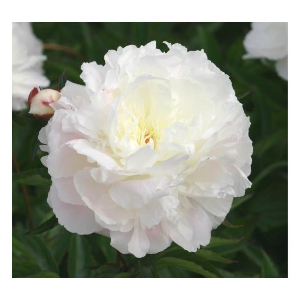 Silkep�on 'Shirley Temple'