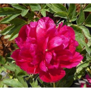 Bonderose 'Rubra Plena'