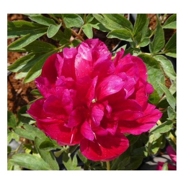 Bonderose 'Rubra Plena'