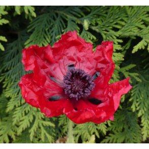 K�mpevalmue 'Beauty of Livermere'