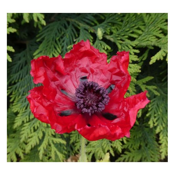 K�mpevalmue 'Beauty of Livermere'