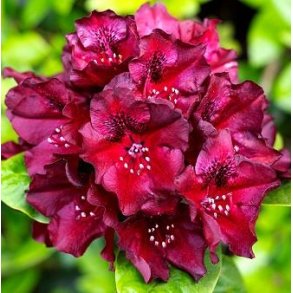 Rhododendron 'Black Widow'