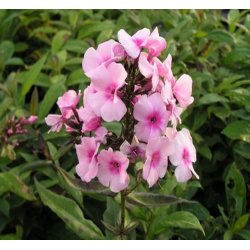 H�stfloks 'Bright Eyes'