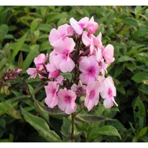 H�stfloks 'Bright Eyes'