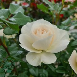 Rose 'Fru N�rby'