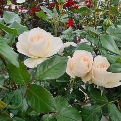 Rose 'Fru N�rby'