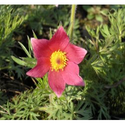 Kobj�lde 'R�de Klokke'