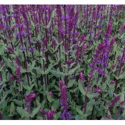 Staude-Salvie 'Caradonna'
