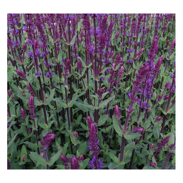 Staude-Salvie 'Caradonna'
