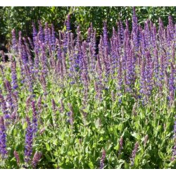 Staude-Salvie 'Ostfriesland'