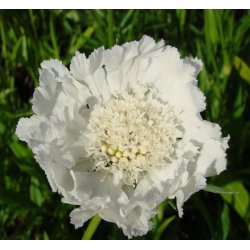 Skabiose 'Perfecta Alba'
